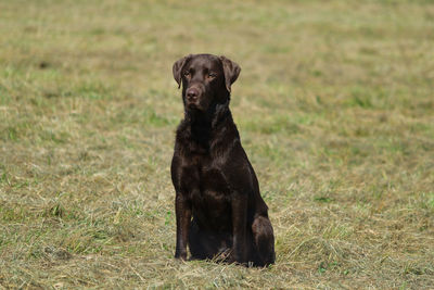 Portrait of dog on field