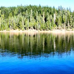 Scenic view of lake by trees in forest