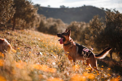 Dog on field