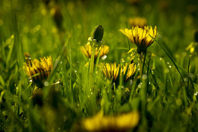 plant