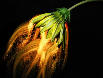 Close-up of leaf against black background