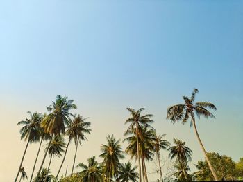 Low angle view of palm trees against clear sky