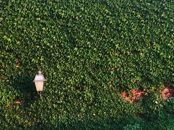 Gas light against plants