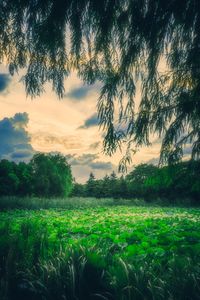 Scenic view of field against sky during sunset