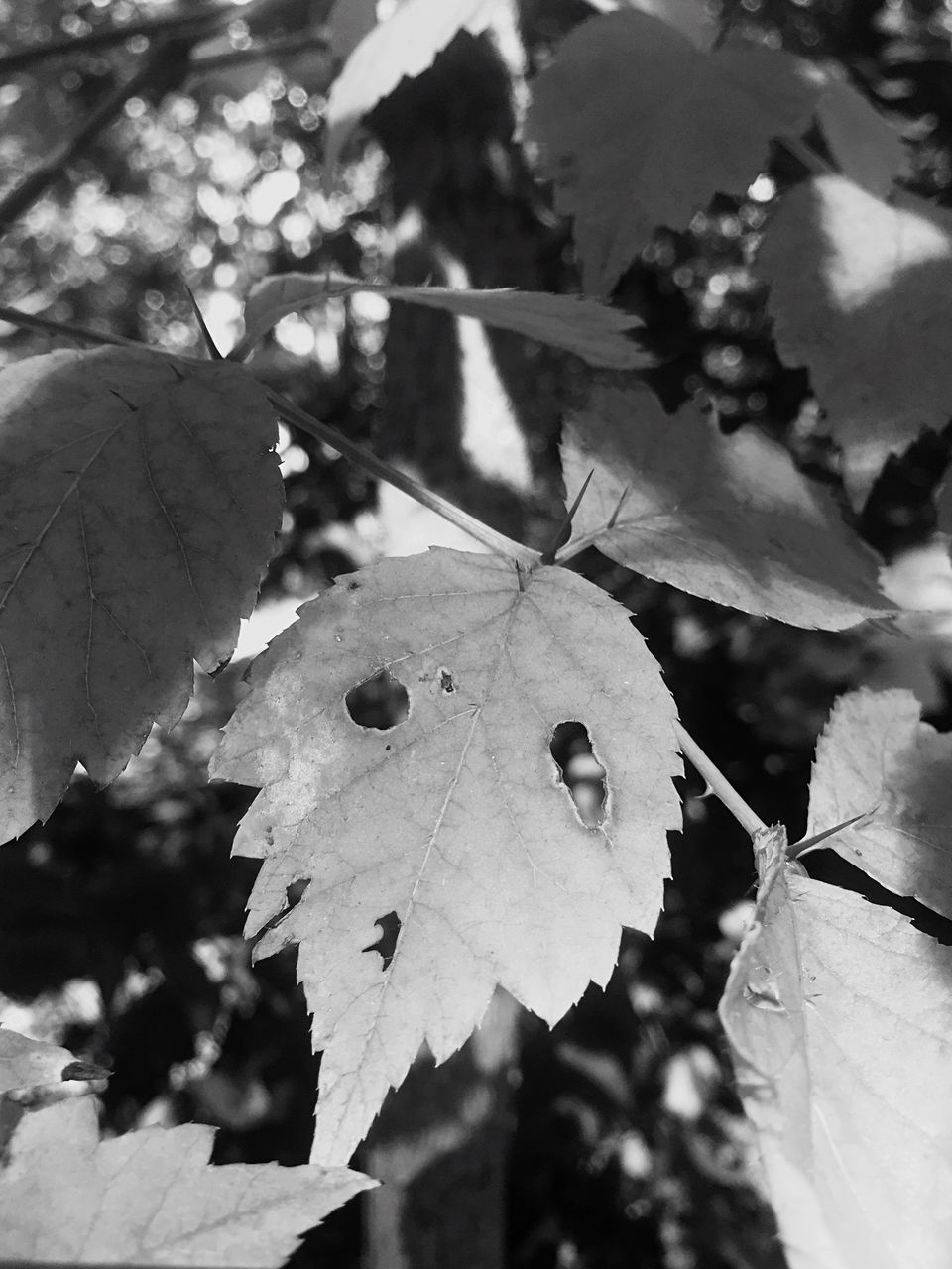 CLOSE-UP OF AUTUMN LEAVES ON GROUND