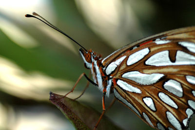 Close-up of insect