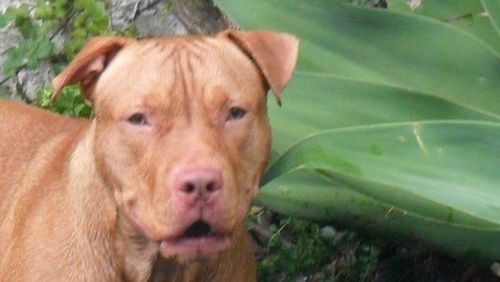 Close-up portrait of dog