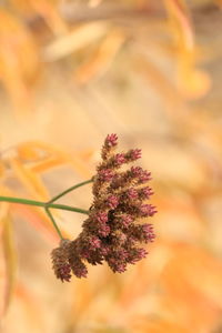 Close-up of plant