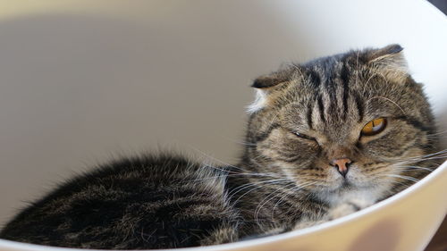 Close-up portrait of a cat