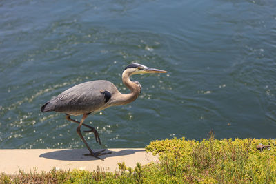 Bird in lake