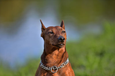 Portrait of a dog looking away