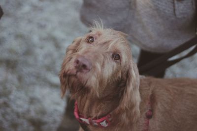 Close-up of dog