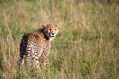 View of a cat on field