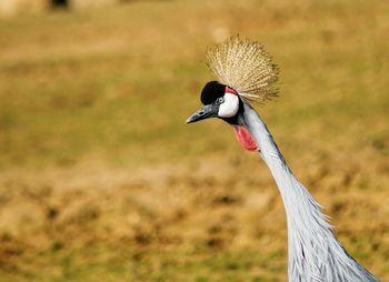 Close-up of bird on grass