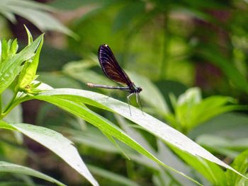 Close-up of insect on plant