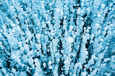 Full frame shot of snow covered plants