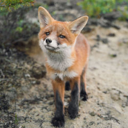 Curious fox cub