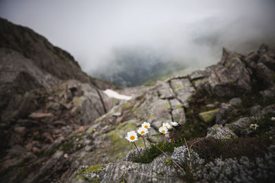 Wildflowers growing on rock