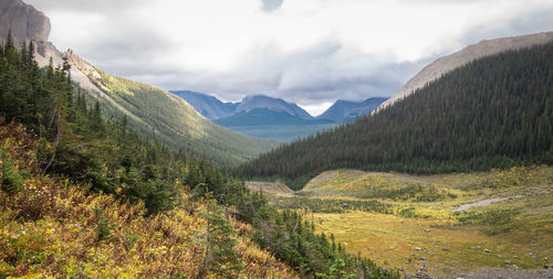 View on colourful alpine valley with forest and mountains during autumn,mount smutwood,canada