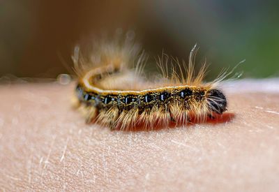 Close-up of insect on hand