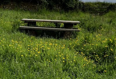 Plants growing on field