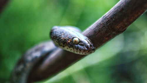Close-up portrait of a snake