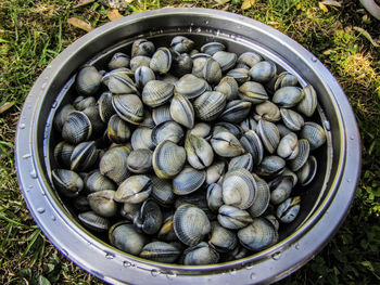 High angle view of shells in container