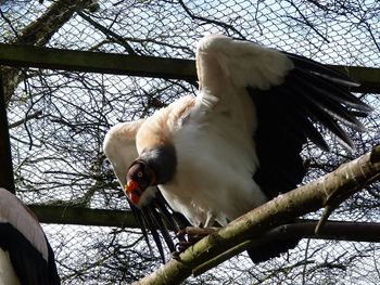 Low angle view of two cats