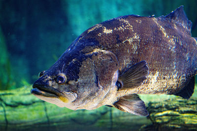 Close-up of fish swimming in sea