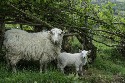 Sheep in snowdonia national park, wales uk