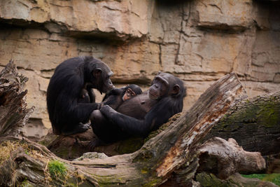 Monkey sitting in a zoo