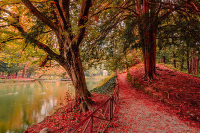 Trees by lake during autumn