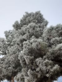 Low angle view of snow covered tree