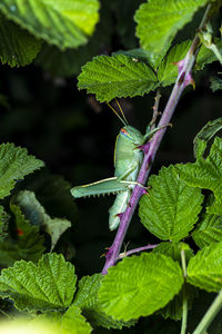 Close-up of insect on leaves