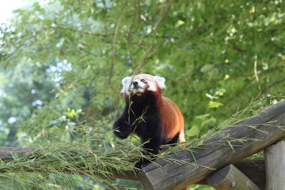 Red panda sitting on a tree