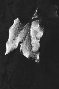 High angle view of butterfly on leaf