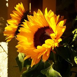 Close-up of sunflower