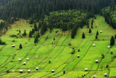 Aerial view of green fields in moldavia
