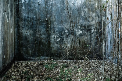 Plants growing on old tree trunks in forest