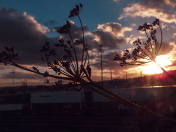 Silhouette plants against sky during sunset