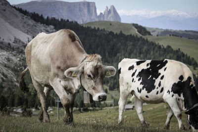 Herd of cows on field