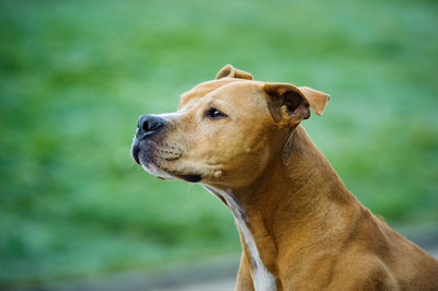 Close-up of brown dog looking away