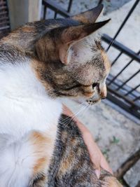 Close-up of a cat with eyes closed