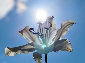 Low angle view of plant against sky