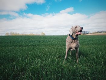 Dog on field against sky