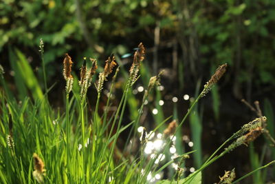 Close-up of flowering plant on field
