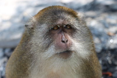 Portrait of a monkey