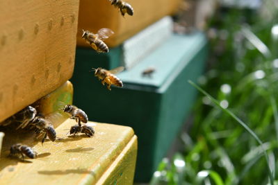 Close-up of bee flying