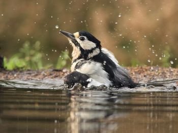 Close-up of bird in lake