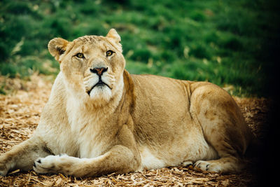 Lion lying on field